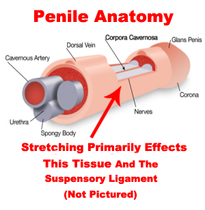 Ligament stretch penis Penile stretching